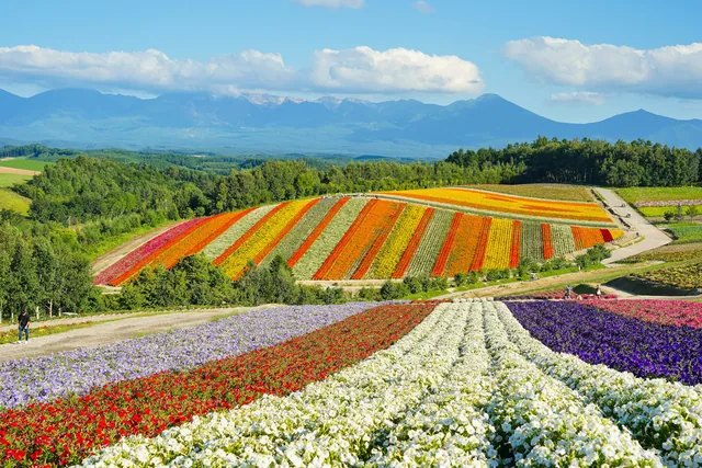 Colorful flower fields and mountains in Biei, Hokkaido