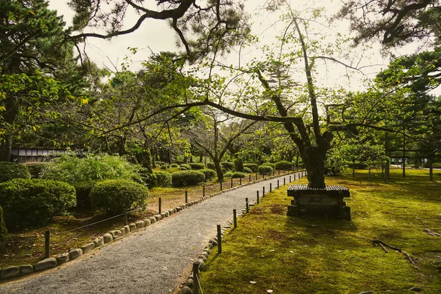 A green path beneath carefully shaped trees in Kanazawa's Kenrokuen Garden