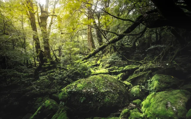 A dense green moss-covered forest on Japan’s Yakushima Island, with soft light between old tree trunks